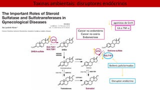 Cancer no endométrio
Cancer no ovário
Endometriose
agonistas de Gnrh
IL6 e TNF-α
Bisfenis policlorinados
Disruptor endócrino
Toxinas ambientais: disruptores endócrinos
 