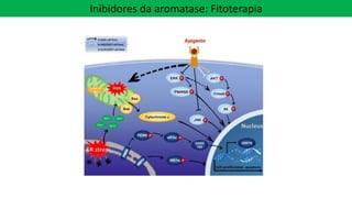 Inibidores da aromatase: Fitoterapia
 