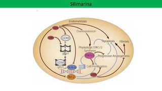 Silimarina
 