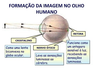 FORMAÇÃO DA IMAGEM NO OLHO
HUMANO

RETINA
CRISTALINO

Como uma lente
biconvexa no
globo ocular.

NERVO ÓTICO

Leva as sensações
luminosas ao
cérebro.

Funciona como
um anteparo
sensível à luz,
recebendo as
sensações
luminosas.

 