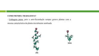 COMO MENDEL TRABALHAVA?
- Linhagens puras, pois a auto-fecundação sempre gerava plantas com a
mesma característica da planta inicialmente analisada.
 