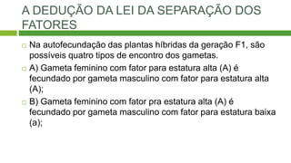 A DEDUÇÃO DA LEI DA SEPARAÇÃO DOS
FATORES
 Na autofecundação das plantas híbridas da geração F1, são
possíveis quatro tipos de encontro dos gametas.
 A) Gameta feminino com fator para estatura alta (A) é
fecundado por gameta masculino com fator para estatura alta
(A);
 B) Gameta feminino com fator pra estatura alta (A) é
fecundado por gameta masculino com fator para estatura baixa
(a);
 