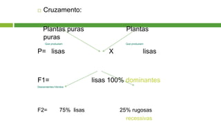  Cruzamento:
Plantas puras Plantas
puras
Que produziam Que produziam
P= lisas X lisas
F1= lisas 100% dominantes
Descendentes híbridos
F2= 75% lisas 25% rugosas
recessivas
 