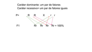 Caráter dominante: um par de fatores
Caráter recessivo= um par de fatores iguais
P= R R X r r
F1 Rr Rr Rr Rr = 100%
 