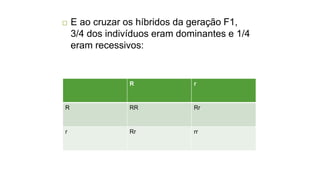 E ao cruzar os híbridos da geração F1,
3/4 dos indivíduos eram dominantes e 1/4
eram recessivos:
R r
R RR Rr
r Rr rr
 