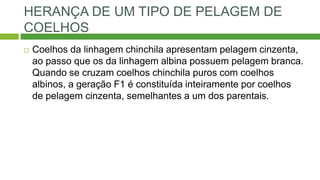 HERANÇA DE UM TIPO DE PELAGEM DE
COELHOS
 Coelhos da linhagem chinchila apresentam pelagem cinzenta,
ao passo que os da linhagem albina possuem pelagem branca.
Quando se cruzam coelhos chinchila puros com coelhos
albinos, a geração F1 é constituída inteiramente por coelhos
de pelagem cinzenta, semelhantes a um dos parentais.
 