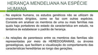 HERANÇA MENDELIANA NA ESPÉCIE
HUMANA
 Na espécie humana, os estudos genéticos não se utilizam de
cruzamentos dirigidos, como se faz com outras espécies.
Consiste em analisar os membros de uma ou mais famílias nas
quais haja portadores do estado da característica em estudo, na
tentativa de estabelecer o padrão de herança.
 As relações de parentesco entre os membros das famílias são
representadas por meio de HEREDOGRAMAS, ou árvores
genealógicas, que facilitam a visualização do comportamento das
características hereditárias ao longo das gerações.
 
