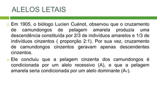 ALELOS LETAIS
 Em 1905, o biólogo Lucien Cuénot, observou que o cruzamento
de camundongos de pelagem amarela produzia uma
descendência constituída por 2/3 de indivíduos amarelos e 1/3 de
indivíduos cinzentos ( proporção 2:1). Por sua vez, cruzamento
de camundongos cinzentos geravam apenas descendentes
cinzentos.
 Ele concluiu que a pelagem cinzenta dos camundongos é
condicionada por um alelo recessivo (A), e que a pelagem
amarela seria condicionada por um alelo dominante (AY).
 