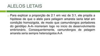 ALELOS LETAIS
 Para explicar a proporção de 2:1 em vez de 3:1, ele propôs a
hipótese de que o alelo para pelagem amarela seria letal em
condição homozigota, de modo que camundongos portadores
do genótipo AYAY morreriam logo no inicio do desenvolvimento
embrionário. Consequentemente, camundongos de pelagem
amarela seria sempre heterozigotos AYA
 