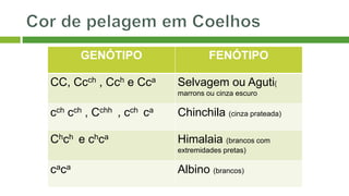 GENÓTIPO FENÓTIPO
CC, Ccch , Cch e Cca Selvagem ou Aguti(
marrons ou cinza escuro
cch cch , Cchh , cch ca Chinchila (cinza prateada)
Chch e chca Himalaia (brancos com
extremidades pretas)
caca Albino (brancos)
 