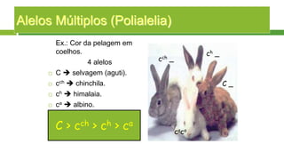 Alelos Múltiplos (Polialelia)
Ex.: Cor da pelagem em
coelhos.
4 alelos
 C  selvagem (aguti).
 cch  chinchila.
 ch  himalaia.
 ca  albino.
C > cch > ch > ca
C _
cch _
ch _
caca
 