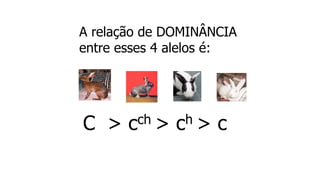 C > cch > ch > c
A relação de DOMINÂNCIA
entre esses 4 alelos é:
 