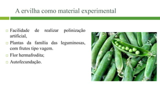 A ervilha como material experimental
 Facilidade de realizar polinização
artificial,
 Plantas da família das leguminosas,
com frutos tipo vagem.
 Flor hermafrodita;
 Autofecundação.
 