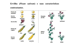 Ervilha (Pisum sativum) e suas características
contrastantes.
 
