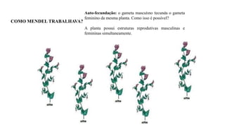 COMO MENDEL TRABALHAVA?
Auto-fecundação: o gameta masculino fecunda o gameta
feminino da mesma planta. Como isso é possível?
A planta possui estruturas reprodutivas masculinas e
femininas simultaneamente.
 
