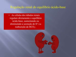 Regulação renal do equilíbrio ácido-base
• As células dos túbulos renais
regulam diretamente o equilíbrio
ácido-base, aumentando ou
diminuindo a secreção de H+ ea
-reabsorção de HCO3 .
 