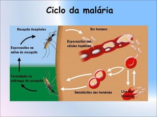 Ciclo da malária
 