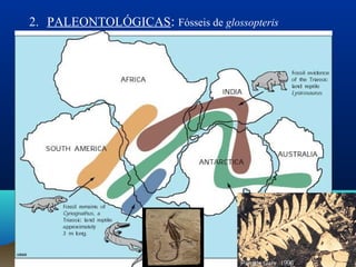 2. PALEONTOLÓGICAS: Fósseis de glossopteris
 