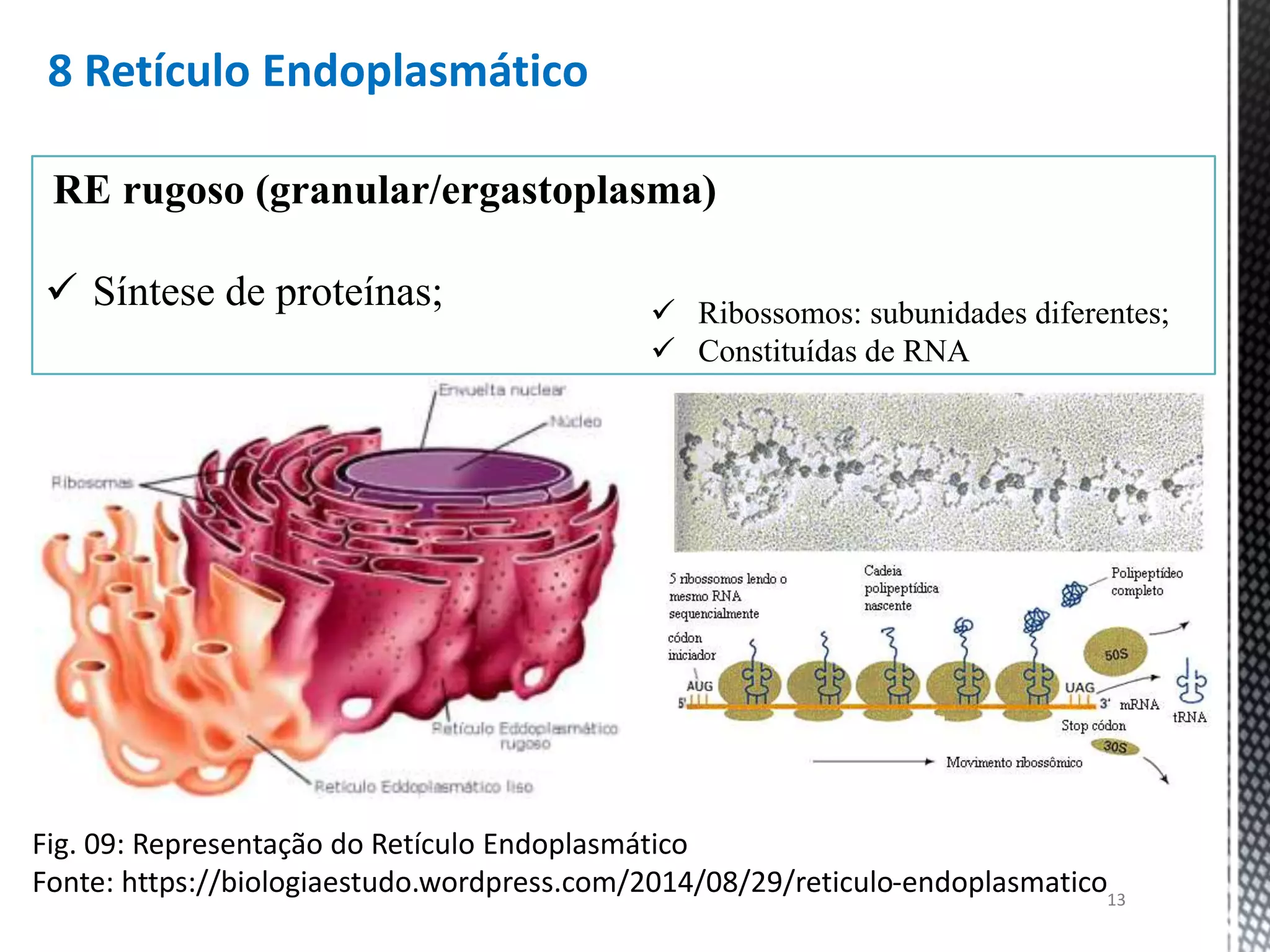 Aula estrutura, função e evolução das células | PPTX