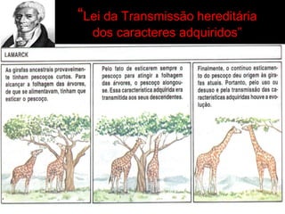 “Lei da Transmissão hereditária
dos caracteres adquiridos”
 