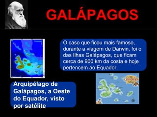 GALÁPAGOS
Arquipélago de
Galápagos, a Oeste
do Equador, visto
por satélite
O caso que ficou mais famoso,
durante a viagem de Darwin, foi o
das Ilhas Galápagos, que ficam
cerca de 900 km da costa e hoje
pertencem ao Equador
 
