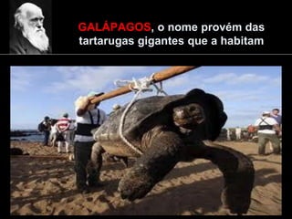 GALÁPAGOS, o nome provém das
tartarugas gigantes que a habitam
 