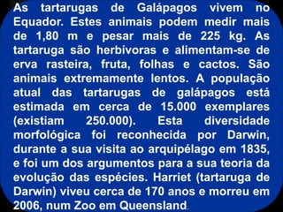 As tartarugas de Galápagos vivem no
Equador. Estes animais podem medir mais
de 1,80 m e pesar mais de 225 kg. As
tartaruga são herbívoras e alimentam-se de
erva rasteira, fruta, folhas e cactos. São
animais extremamente lentos. A população
atual das tartarugas de galápagos está
estimada em cerca de 15.000 exemplares
(existiam 250.000). Esta diversidade
morfológica foi reconhecida por Darwin,
durante a sua visita ao arquipélago em 1835,
e foi um dos argumentos para a sua teoria da
evolução das espécies. Harriet (tartaruga de
Darwin) viveu cerca de 170 anos e morreu em
2006, num Zoo em Queensland.
 