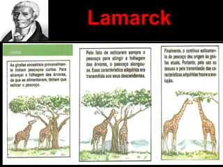 Lamarck
 