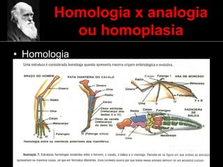 Homologia x analogia
ou homoplasia
• Homologia
 