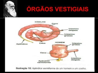 ÓRGÃOS VESTIGIAIS
 
