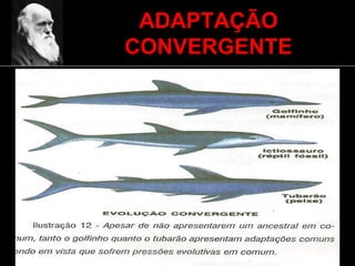 ADAPTAÇÃO
CONVERGENTE
 