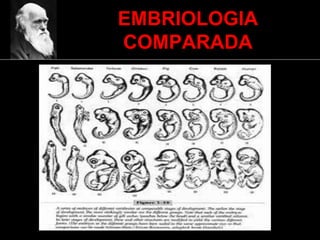 EMBRIOLOGIA
COMPARADA
 