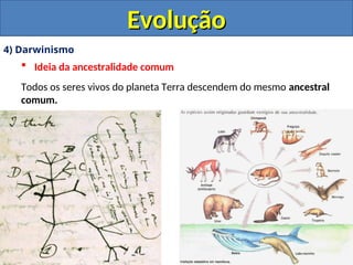 4) Darwinismo
 Ideia da ancestralidade comum
Todos os seres vivos do planeta Terra descendem do mesmo ancestral
comum.
Evolução
Evolução
 
