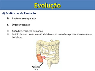 6) Evidências da Evolução
b) Anatomia comparada
I. Órgãos vestigiais
o Apêndice cecal em humanos.
o Indício de que nosso ancestral distante possuia dieta predominantemente
herbívora.
Evolução
Evolução
Apêndice
cecal
 