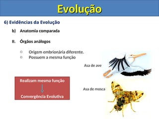 6) Evidências da Evolução
b) Anatomia comparada
II. Órgãos análogos
o Origem embrionária diferente.
o Possuem a mesma função
Evolução
Evolução
Asa de mosca
Asa de ave
Realizam mesma função
Convergência Evolutiva
 