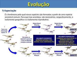 7) Especiação
É o fenômeno pelo qual novas espécies são formadas a partir de uma espécie
ancestral comum. Para que isso aconteça, são necessários, respectivamente, o
isolamento geográfico e o isolamento reprodutivo.
Evolução
Evolução
 