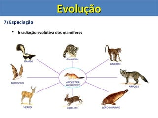 7) Especiação
 Irradiação evolutiva dos mamíferos
Evolução
Evolução
 