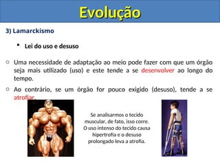3) Lamarckismo
 Lei do uso e desuso
o Uma necessidade de adaptação ao meio pode fazer com que um órgão
seja mais utilizado (uso) e este tende a se desenvolver ao longo do
tempo.
o Ao contrário, se um órgão for pouco exigido (desuso), tende a se
atrofiar.
Evolução
Evolução
Se analisarmos o tecido
muscular, de fato, isso corre.
O uso intenso do tecido causa
hipertrofia e o desuso
prolongado leva a atrofia.
 