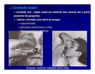 ■ Cavidade    nasal:
  ■ cavidade oca - septo nasal (se estende das narinas até a parte
  posterior da garganta);
  ■ interior; formado uma série de pregas:
     ■ vascularizada;
     ■ glândulas caliciformes e cílios
     ■ filtrar, aquecer e umidificar




             Exame: inclinar cabeça para trás.
 