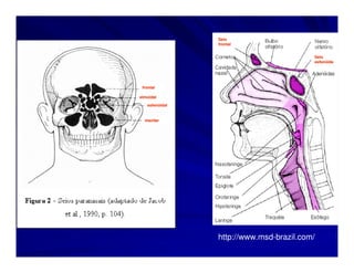 Seio
                frontal


                                         Seio
                                         esfenóide
                                         esfenó




 frontal

etmoidal

   esfenóidal
   esfenó


  maxilar




                http://www.msd-brazil.com/
 