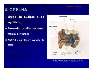 EXAME DA CABEÇA

5. ORELHA
 órgão da audição e do                             Orelha média

                                                                     Orelha interna

 equilíbrio;
                                  Orelha externa

 Formado: orelha externa,
 média e interna;

 orelha - cartilagem coberta de
 pele;




                                         http://www.abcdasaude.com.br/
 