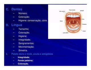 A boca
C. Dentes                                                 Freio do lábio
                                                                           Gengiva


      –    Número;
      –    Coloração;
      –    Higiene: conservação, cárie            Dente




D. Língua                                Mmm

      –    Tamanho;
      –    Coloração;
      –    Higiene;
      –    Integridade;
      –    Sangramentos;
      –    Movimentação;
      –    Simetria.
E.   Palato duro e mole, úvula e amígdalas
      –   Integridade;
      –   Fenda palatina;
      –   Coloração.
 