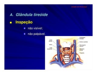 EXAME DO PESCOÇO




A. Glândula tireóide

■   Inspeção
         não visível;
         não palpável.
 