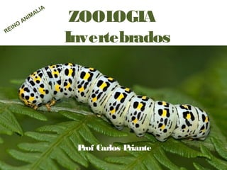 ZOOLOGIA
Invertebrados
Prof Carlos Priante
REINO
ANIMALIA
 