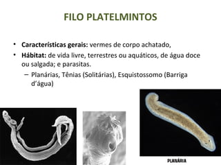 FILO PLATELMINTOS
• Características gerais: vermes de corpo achatado,
• Hábitat: de vida livre, terrestres ou aquáticos, de água doce
ou salgada; e parasitas.
– Planárias, Tênias (Solitárias), Esquistossomo (Barriga
d’água)
 
