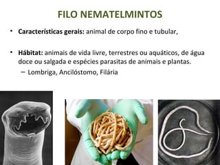 FILO NEMATELMINTOS
• Características gerais: animal de corpo fino e tubular,
• Hábitat: animais de vida livre, terrestres ou aquáticos, de água
doce ou salgada e espécies parasitas de animais e plantas.
– Lombriga, Ancilóstomo, Filária
 