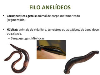 FILO ANELÍDEOS
• Características gerais: animal de corpo metamerizado
(segmentado)
• Hábitat: animais de vida livre, terrestres ou aquáticos, de água doce
ou salgada.
– Sanguessugas, Minhocas
 