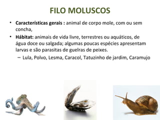 FILO MOLUSCOS
• Características gerais : animal de corpo mole, com ou sem
concha,
• Hábitat: animais de vida livre, terrestres ou aquáticos, de
água doce ou salgada; algumas poucas espécies apresentam
larvas e são parasitas de guelras de peixes.
– Lula, Polvo, Lesma, Caracol, Tatuzinho de jardim, Caramujo
 