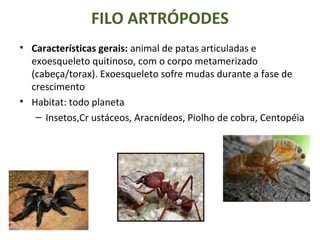 FILO ARTRÓPODES
• Características gerais: animal de patas articuladas e
exoesqueleto quitinoso, com o corpo metamerizado
(cabeça/torax). Exoesqueleto sofre mudas durante a fase de
crescimento
• Habitat: todo planeta
– Insetos,Cr ustáceos, Aracnídeos, Piolho de cobra, Centopéia
 
