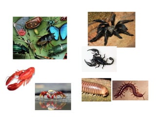 Insetos
Crustáceos
Aracnídeos
Diplopodos Quilopodos
 